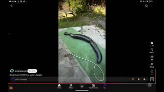 Snake - Jenny Inflation