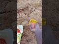 Sowing maize seeds #trending #shorts #ytshorts #agriculture
