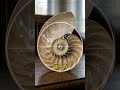 Fibonacci in Nature: The Hidden Code