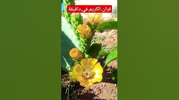 سورة.الكهف.ماهر.المعيلقي#quran #لايك #duet #flowers #المصحف #اكسبلور احترم.القران.دقيقة #ترند