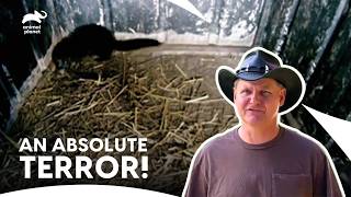 The Hidden Danger at the Petting Zoo! | Call of the Wildman S1 E15 | Animal Planet India