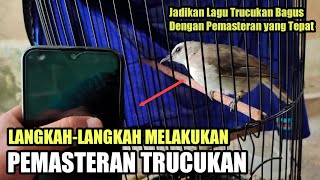 Cara Memasteri Burung Trucukan