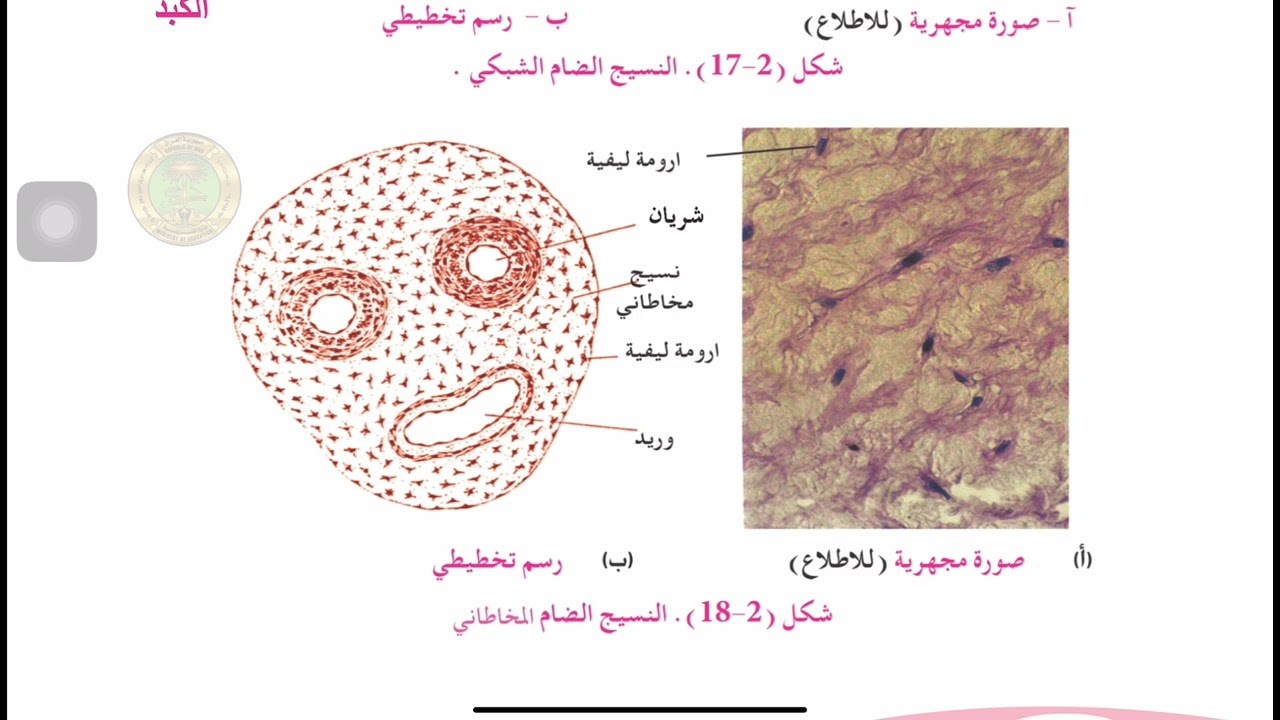 تعليم رسم | خطوات رسم النسيج الضام المخاطاني.