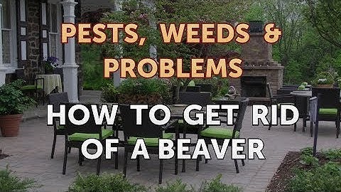 How to Get Rid of a Beaver