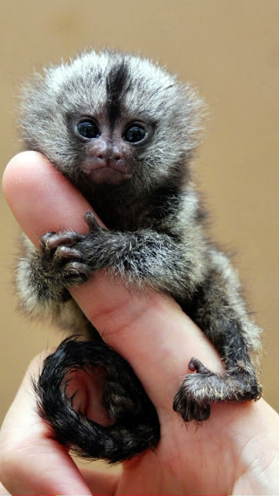 Bizzare Animal Facts You didn’t know😱 #animalbehavior #animals #wildlifeentertainment #animalfacts