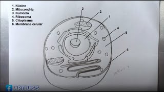 Cómo Dibujar Una Célula Y Sus Partes