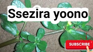 Omuddo guno guyitibwa Ssezira, emigaso gyaagwo giigino wano @SSENGABIROOTONEDDAGALA