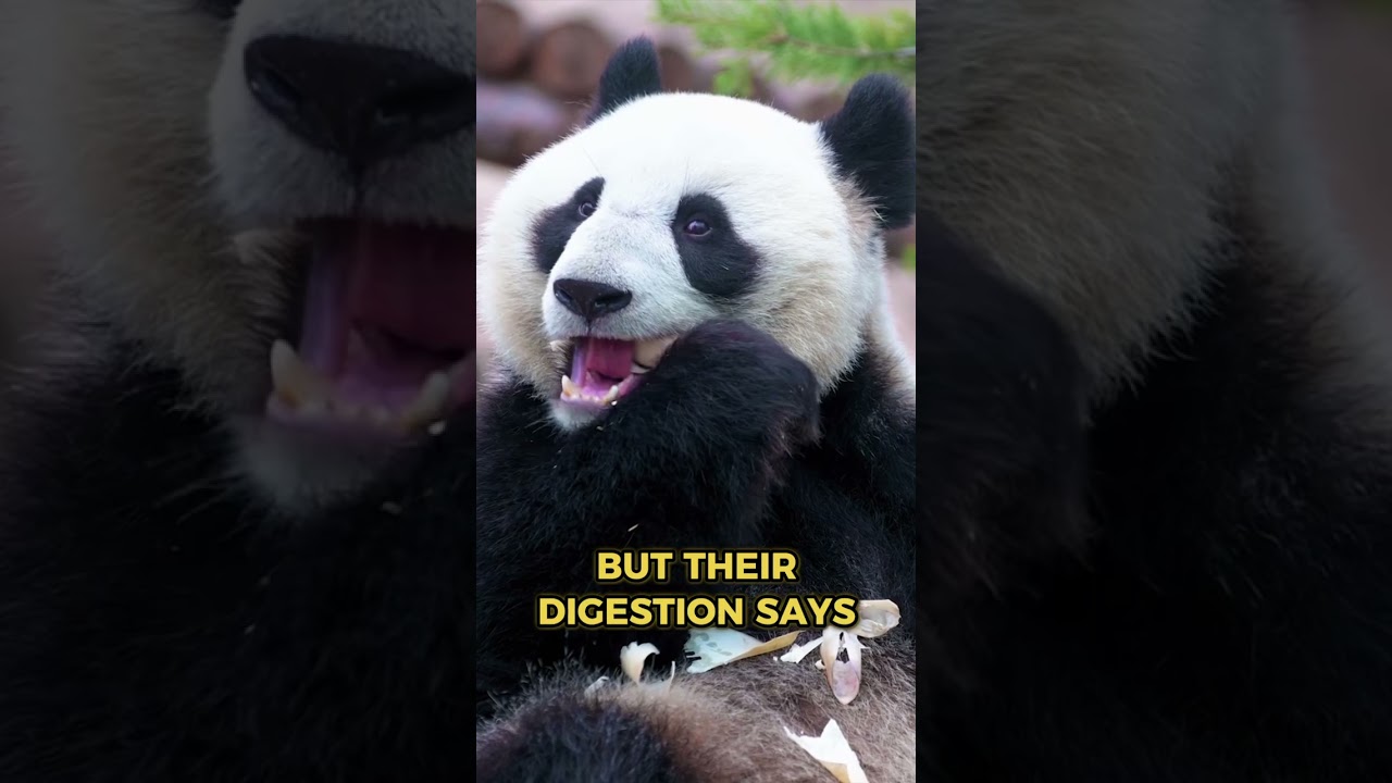 🐼 Funny Facts About Pandas You Won’t Believe! 😂 #shorts