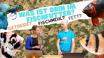 Ist Teichklar schädlich für Fische?