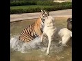 ТИГР ПРОТИВ СОБАКИ АЛАБАЙ - TIGER VS DOG ALABAI