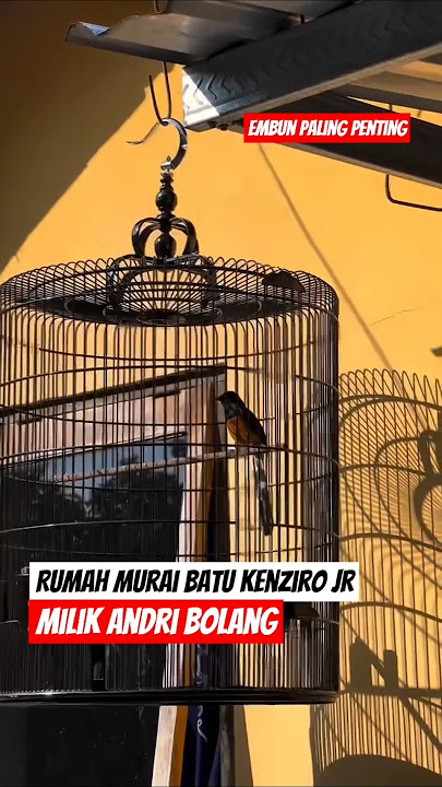Setingan murai batu kenziro jr milik om andri bolang #fyp #kenzirojr #smr #smm #fyp #viralshorts