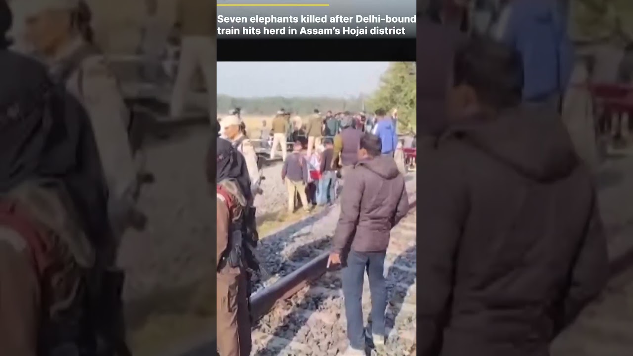 ТРАГЕДИЯ В АСАМЕ: В Индии в результате железнодорожной катастрофы погибли семь слонов, вагоны сош...