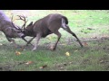Deer Fight! Suburban Deer Rutting in our Front Yard. Saanich, British Columbia