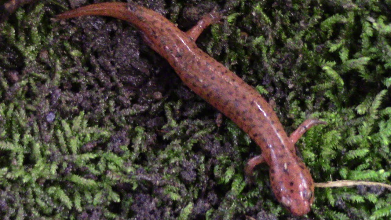 Making my salamander habitat YouTube