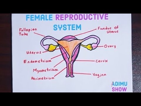 Female Reproductive System Drawing Illustration On Stock Illustration  2314853543 | Shutterstock