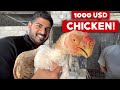 The Parrot Beak Aseel - Worlds Most Expensive Chicken?