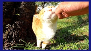顔を見ると喜んで挨拶してくる野良猫がカワイイ