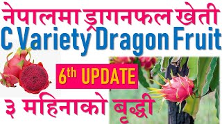 नेपालमा उच्चजातको ड्रागन फल खेती || Dragon Fruit farming  in Nepal || Hybrid C Variety #ParadiseAgro