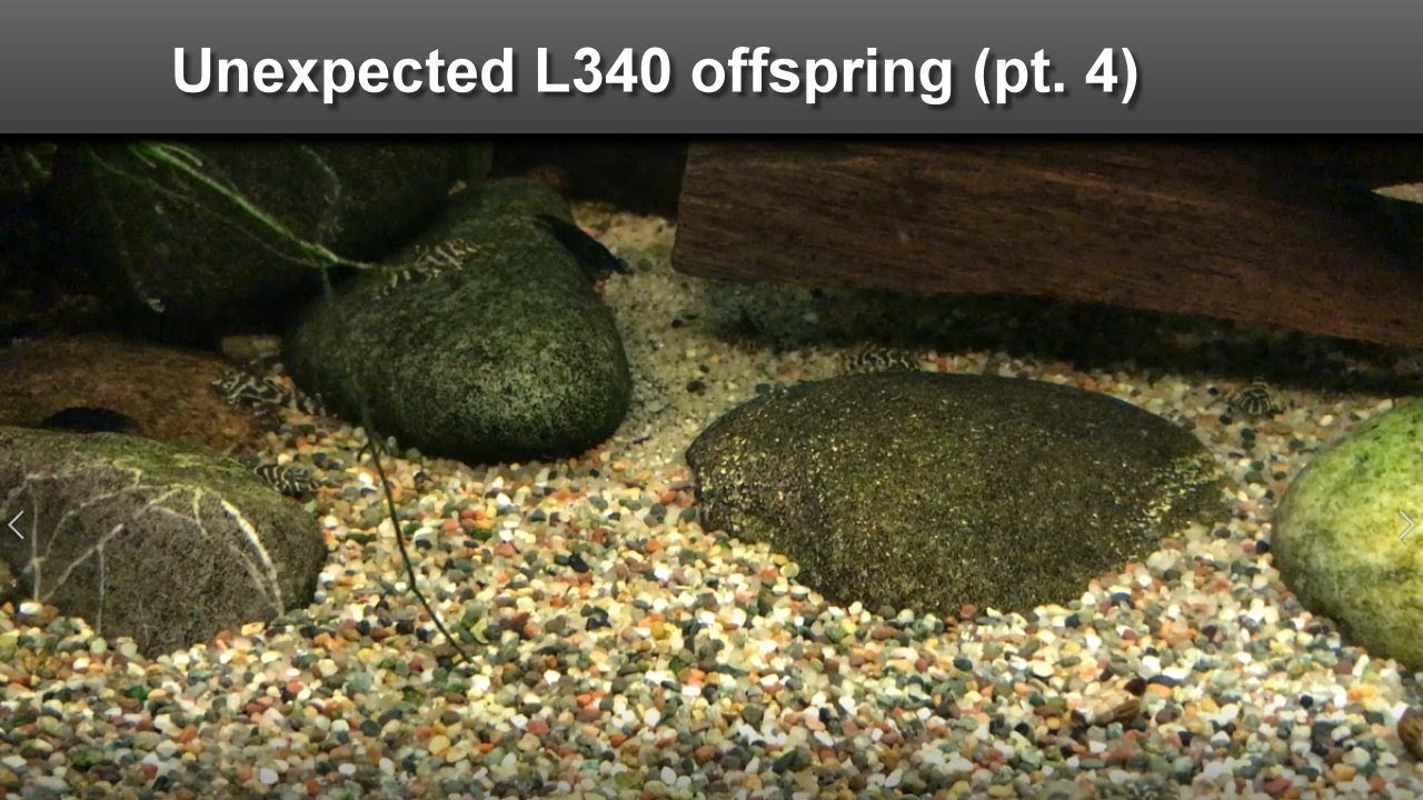 Unexpected L340 offspring, part 4 - YouTube