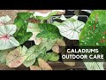 CALADIUMS CARE | Growing them outdoors