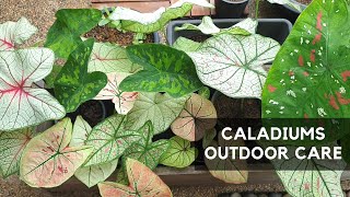 CALADIUMS CARE | Growing them outdoors