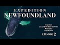 Expedition newfoundland  episode 2  travel documentary