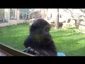 Зоовлог часть 3: Детеныш гориллы, Кормление каймана, Казуар