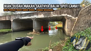 Download Lagu TERNYATA DI BAWAH JEMBATAN REL INI JADI SARANG IKAN!! Mancing wader teknik kumbul di spot air bening MP3 Download Lagu TERNYATA DI BAWAH JEMBATAN REL INI JADI SARANG IKAN!! Mancing wader teknik kumbul di spot air bening MP3