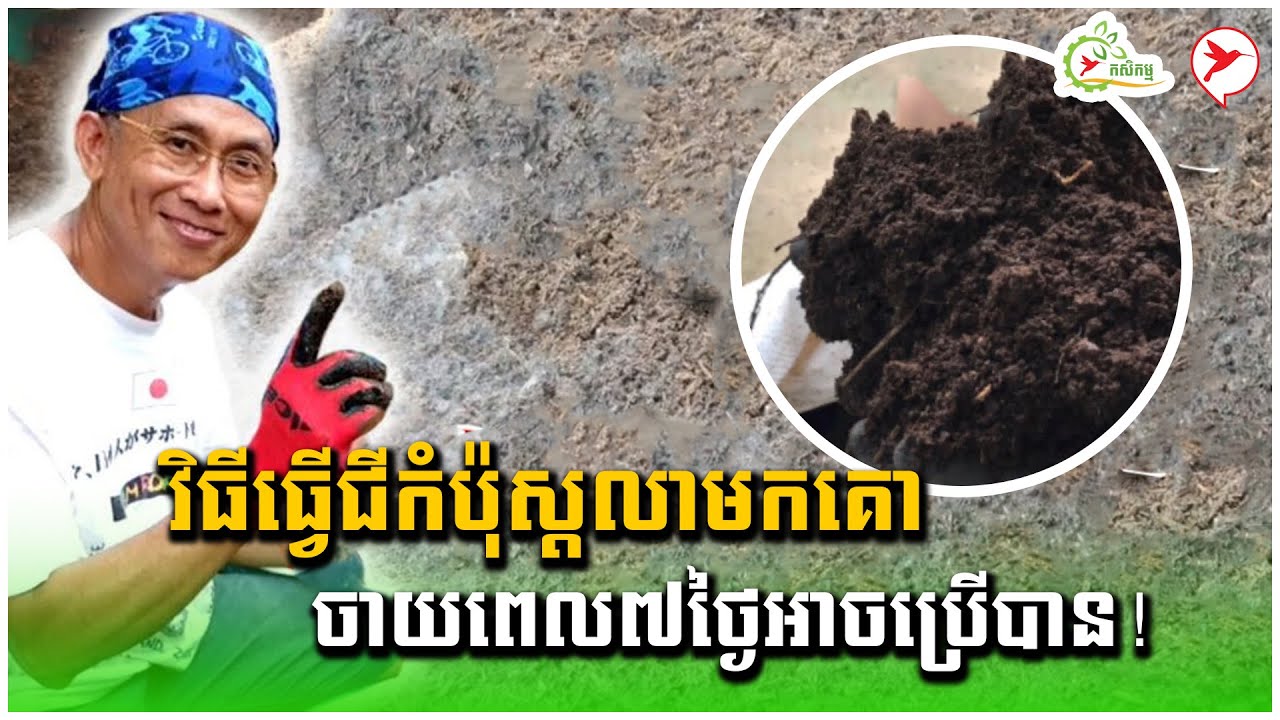 វិធីធ្វើជីកំប៉ុស្តលាមកគោ ចាយពេល៧ថ្ងៃអាចប្រើបាន! | កម្មវិធិកសិកម្ម