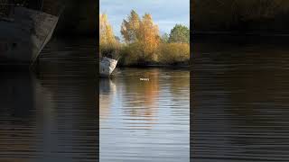 Берег Чудского озера #природныепейзажи #travel #чудскоеозеро #лохусуу