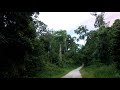 6 PM Cicadas