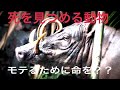 死を見つめる動物　モテるために！？　バビルサ　ぴえん過ぎる動物紹介