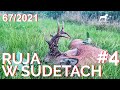 SUDECKA OSTOJA 67/2021 Złotomedalowy rogacz. The golden medal roebuck. Hunting roebuck in Poland.