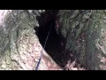 Max the Jack Russell goes in the tree cave