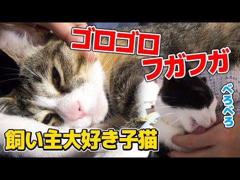 ひっくり返る新入り子猫と先住猫のケツ隠し おつたま11日目 Youtube