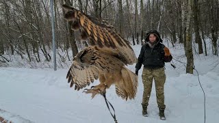 Eagle Owl Yoll makes a fuss in the park. Owl on the shoulder