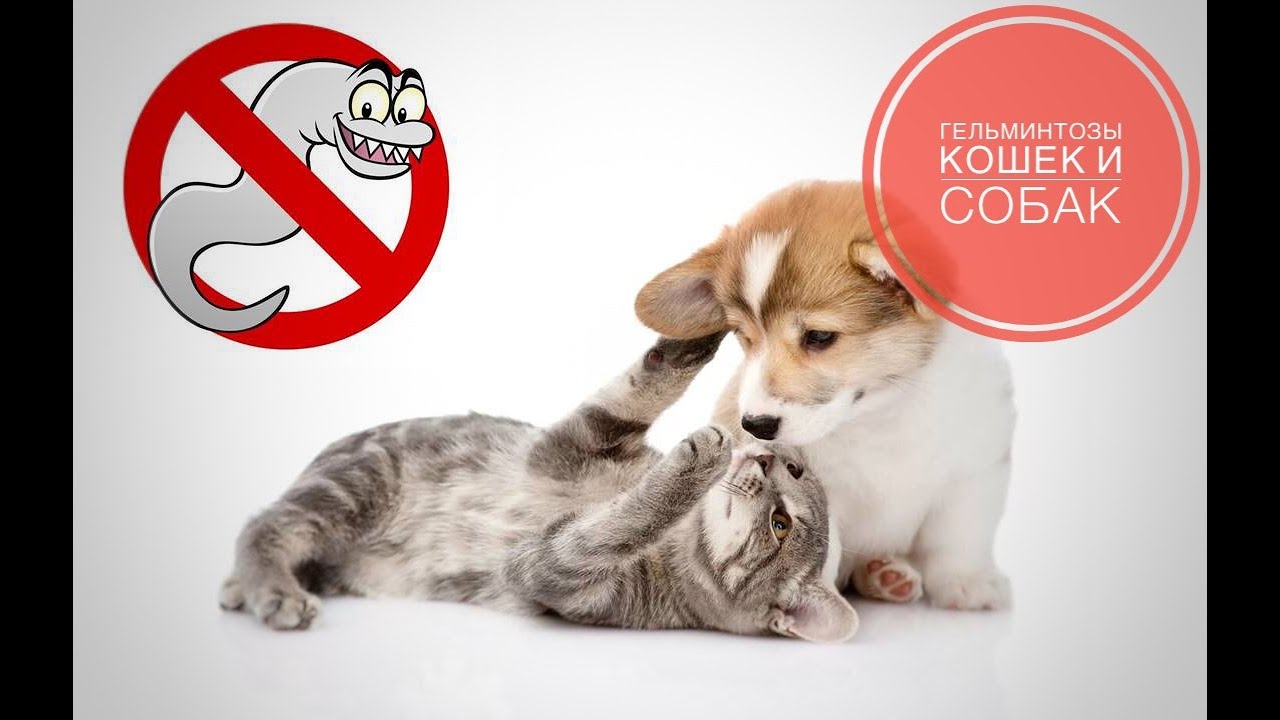 Гельминтозы собак и кошек