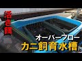 カニの飼育方法　釣り餌　水槽とろ過装置をオーバーフローで作成