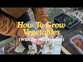 Watch me attempt to grow veggies (no experience, just vibes)