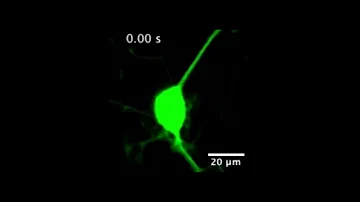 New nanosensor gives unprecedented look at dopamine release