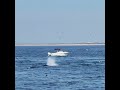 Humpback Whales off Cape Cod #whale #capecod