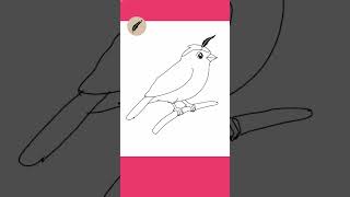 How to Draw a Yellowhammer Easy Bird Drawing Tutorial for Kids &amp; Beginners #lidoartworks