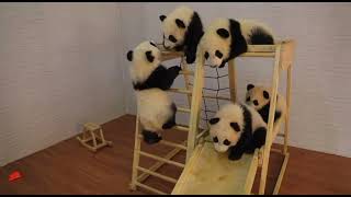 Panda Babies Part 3 #panda #babies #fypシ #cute #lovely #adorable #babypanda #kindergarten #baby