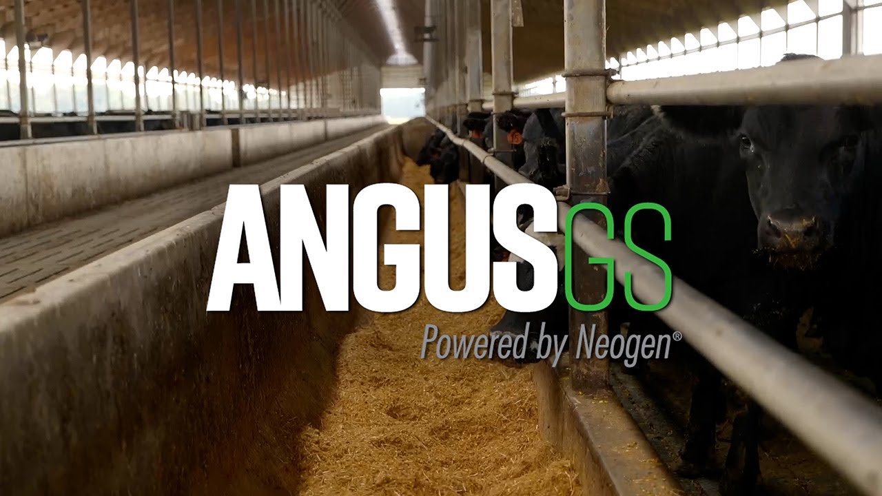 Schiefelbein Farms Genomic Potential by AngusGS Powered by Neogen®