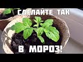 Стоят сильные морозы - радуйтесь, рассада будет крепкой. Супер способ придумали хитрые садоводы.