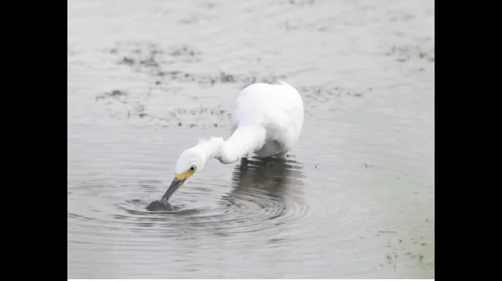 Wellness and Birding by the Bird Chats Team