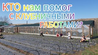 Саженцы клубники закончились! Нашла помощников на клубничное поле. Чистка бойлера Electrolux