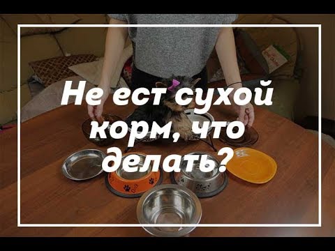 Что делать, если собака не ест сухой корм / щенок йорка / купить щенка