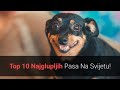 🐕 Najgluplji Psi – Top 10 Najglupljih Pasmina Pasa Na Svijetu!