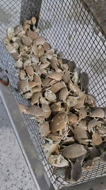Catching sand fleas for bait
